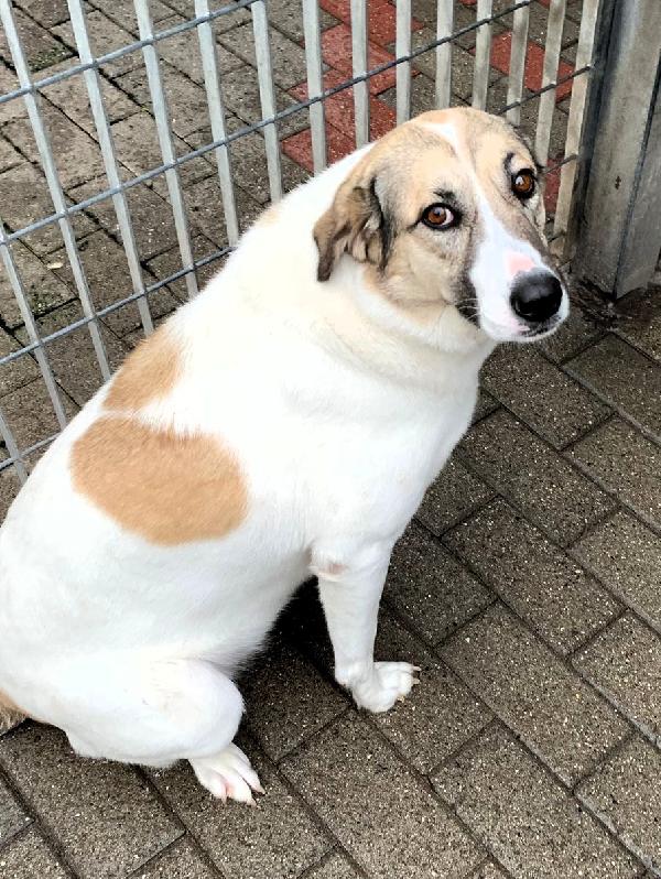 COCA CAGNOLINA DOLCISSIMA Foto 3